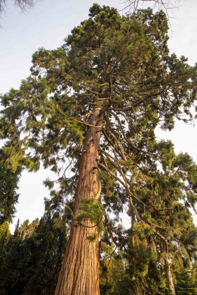 Giant Redwood at Astwood