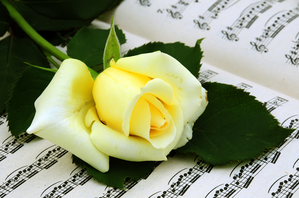 A music score with a single flower